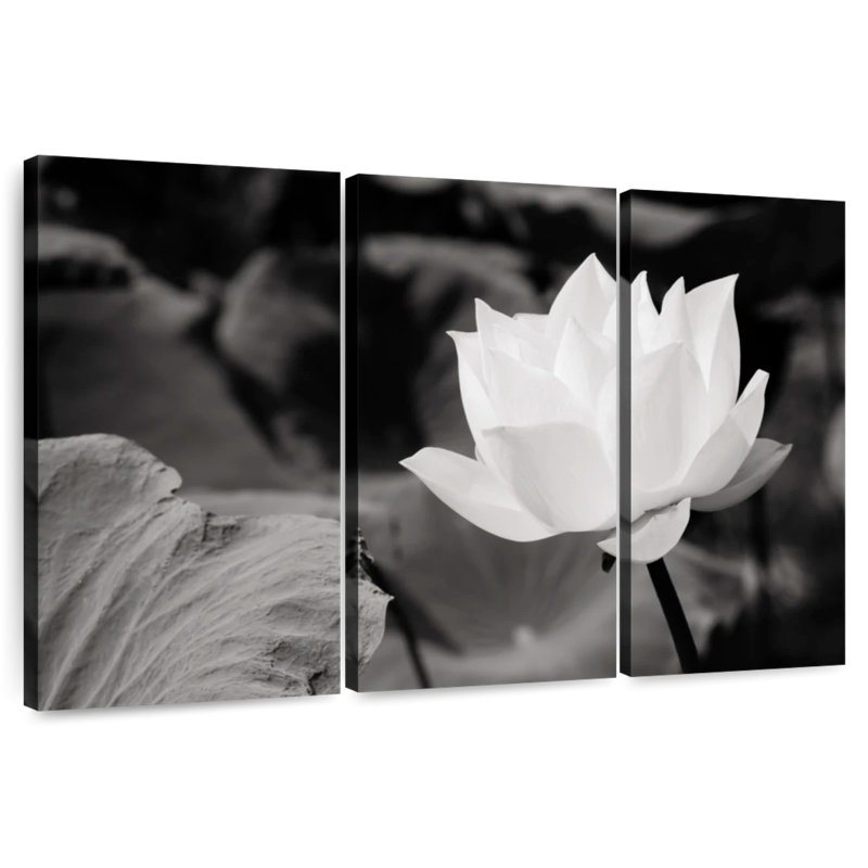 Lotus blanc immaculé Harnek, H 32 po x l 50 po