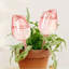 Ensemble de 4 ampoules en plastique pour arroser les plantes, tulipes roses pour arroser les plantes