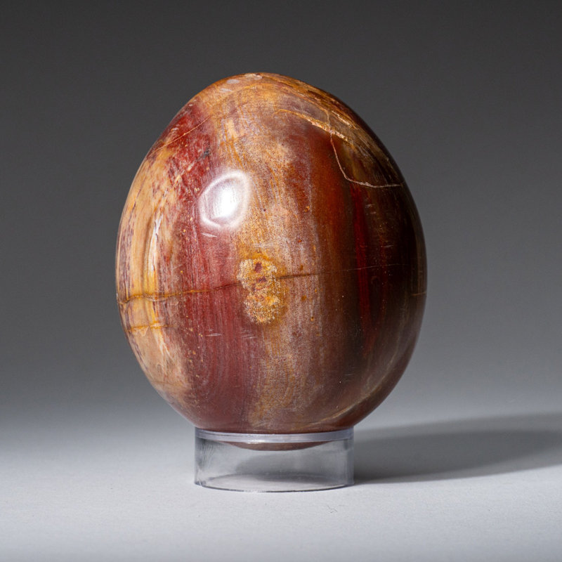 Petrified Wood Egg, 2" H x 1.75" W x 1.75" D, Orange/Yellow/Brown