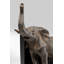 Bookend Elephants (2/Set)-63580141