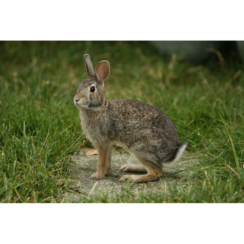 Bunny Rabbit - Wrapped Canvas Print, 30cm H x 46cm W x 3.8cm D