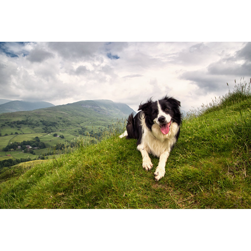 Border Collie On A Mountain - Wrapped Canvas Print, 20cm H x 30cm W x 3.8cm D