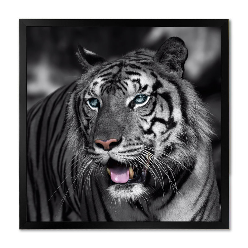 Portrait d'un tigre blanc I - photographie sur toile, H 36 po x l 36 po x P 1 po, Cadre noir