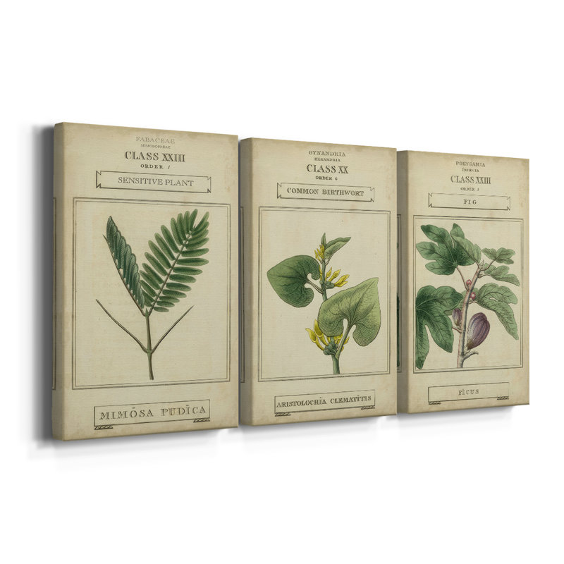 Linnaean Botany IV - Toile tendue sur mesure avec châssis - 3 pièces, H 12 po x l 24 po