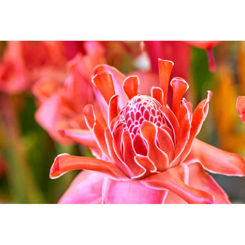 Etlingera Elatior - Wrapped Canvas Print, 20cm H x 30cm W