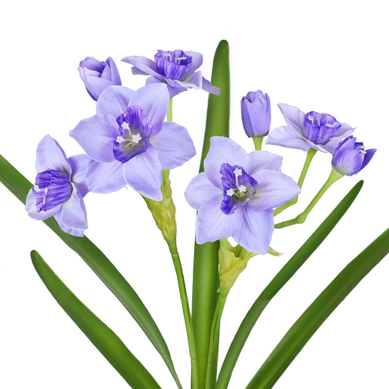 Tulipes, Mauve