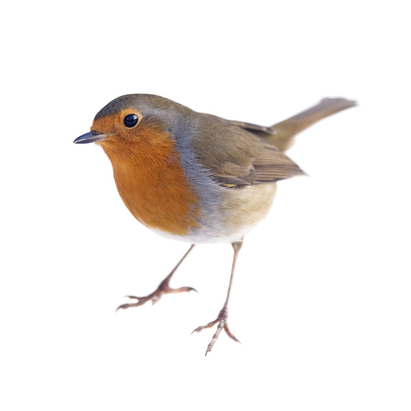 Robin by Andrew_Howe - No Frame Print on Canvas, 76cm H x 76cm W