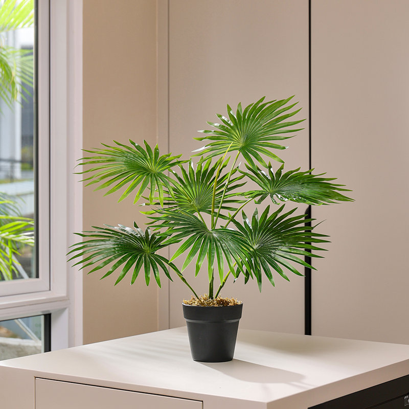 Plant, 65cm H x 50cm W x 50cm D