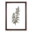 Rosemary Illustration - Picture Frame Graphic Art Print-55610662-55610663