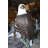 Large Eagle on a branch Bronze Statue -  Size: 29"L x 29"W x 74"H. 