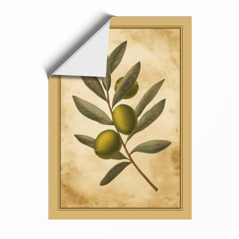 Olive Branch Study Botanical - Framed Print, Unframed, A3 - 42.0 x 29.7 cm