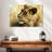 Lioness Study-107702387