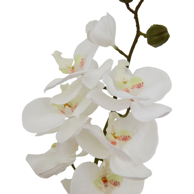 Anastasija Arrangement