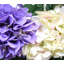 Blue And White Hydrangea Wreath-1682513817