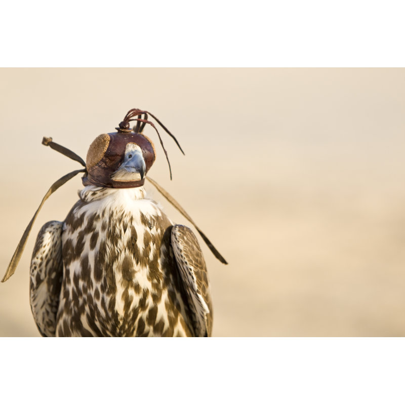 Hooded Falcon - Wrapped Canvas Print, 51cm H x 76cm W x 3.8cm D