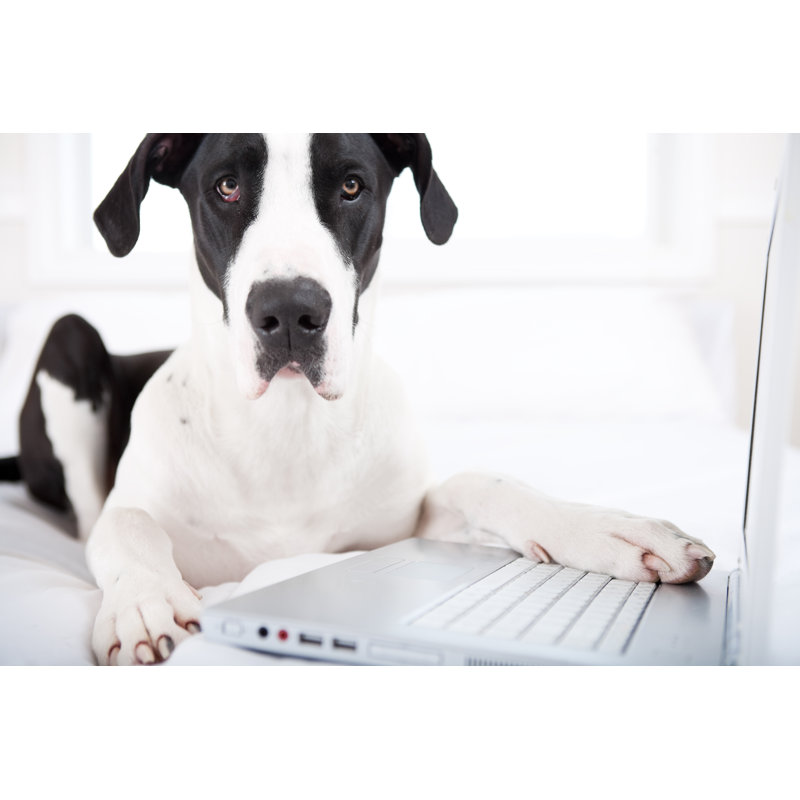 Chien utilisant un ordinateur portable par Christopherbernard, H 24 po x l 36 po