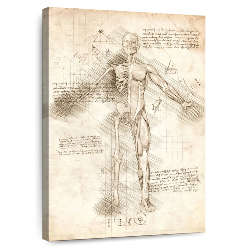 Keiri Human Male Skeleton, 39" H x 26" W