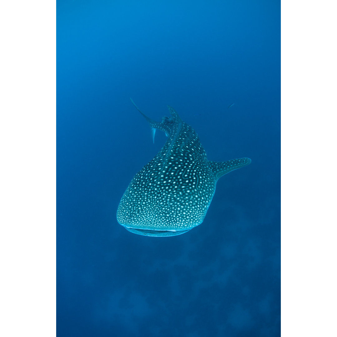 Whale Shark Swimming