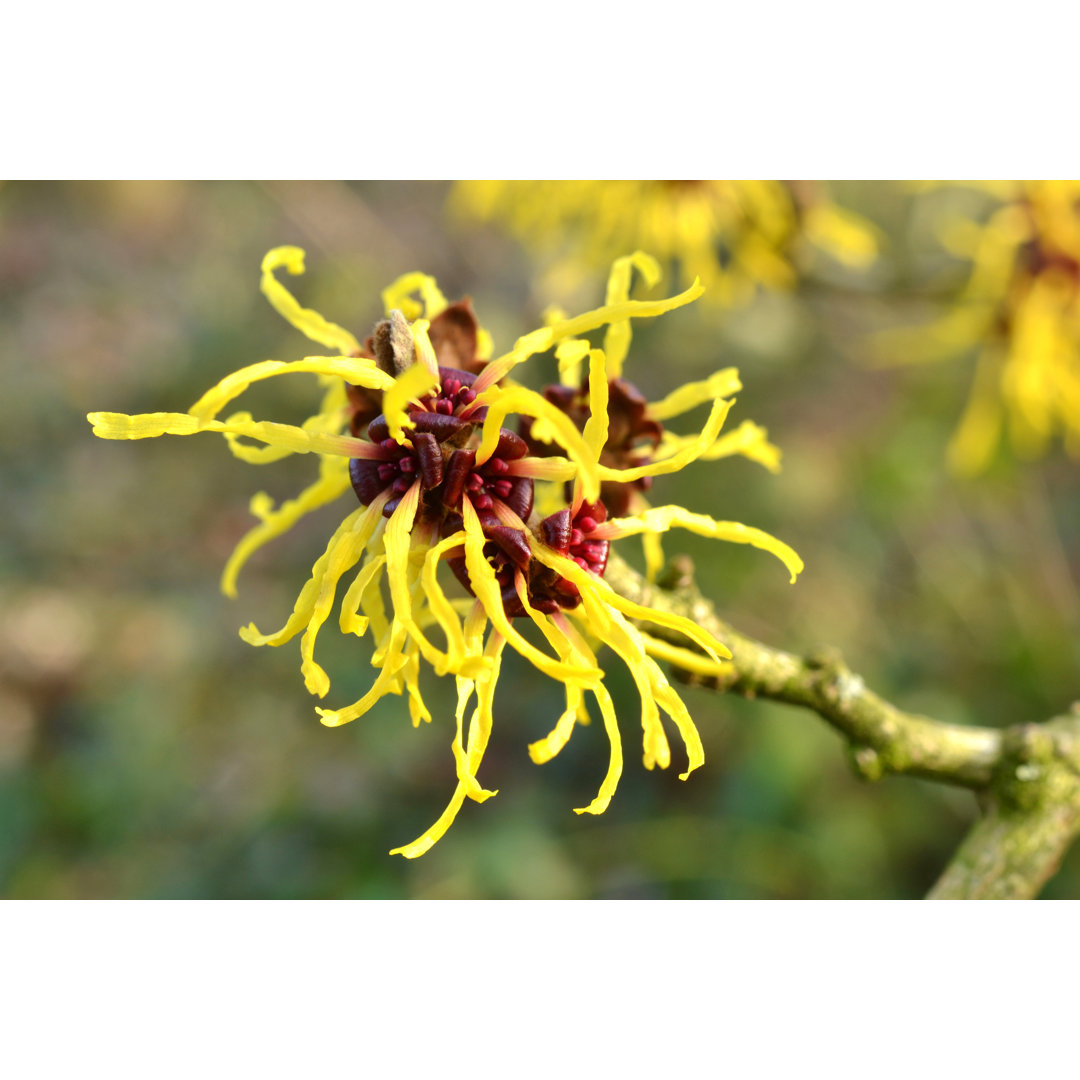 Fotografie auf Leinwand Hamamelis von Dutchlight Netherlands