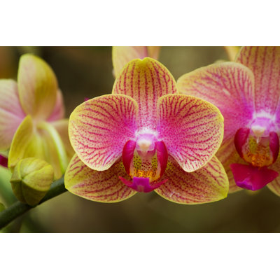 Odon Colorful Orchid - Wrapped Canvas Print