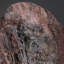 Crinoid On Matrix