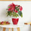 Ensemble de 2 pots à fleurs avec réservoir-116069313