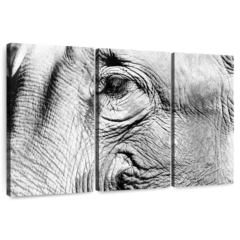 Elephant Close Up BW, 48" H x 74" W