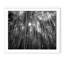 Bamboo Forest - Picture Frame Photograph on Paper -74856101-87888672
