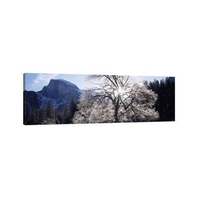 Low Angle View Of A Snow Covered Oak Tree, Yosemite National Park, California, USA - Wrapped Canvas Panoramic Print