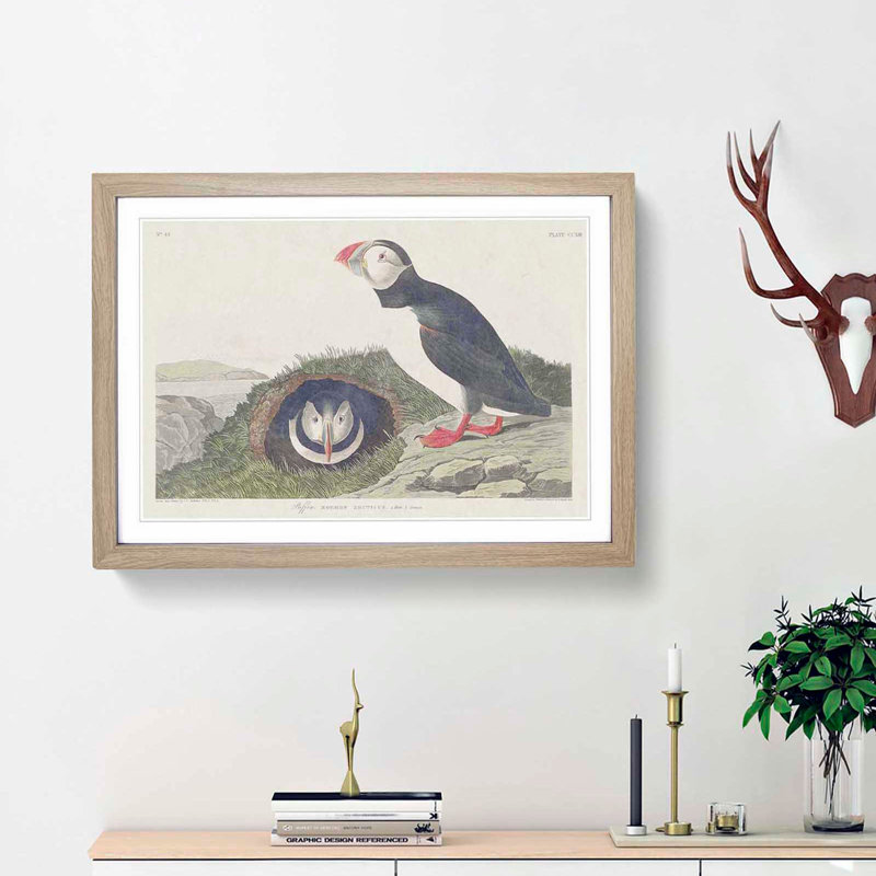 Puffin Birds by John Audubon - Picture Frame Painting Print, Oak Framed, 27cm H x 36cm W x 2cm D