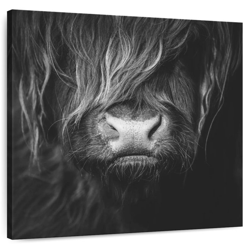 Brampt Highland Cow Face, 20" H x 20" W