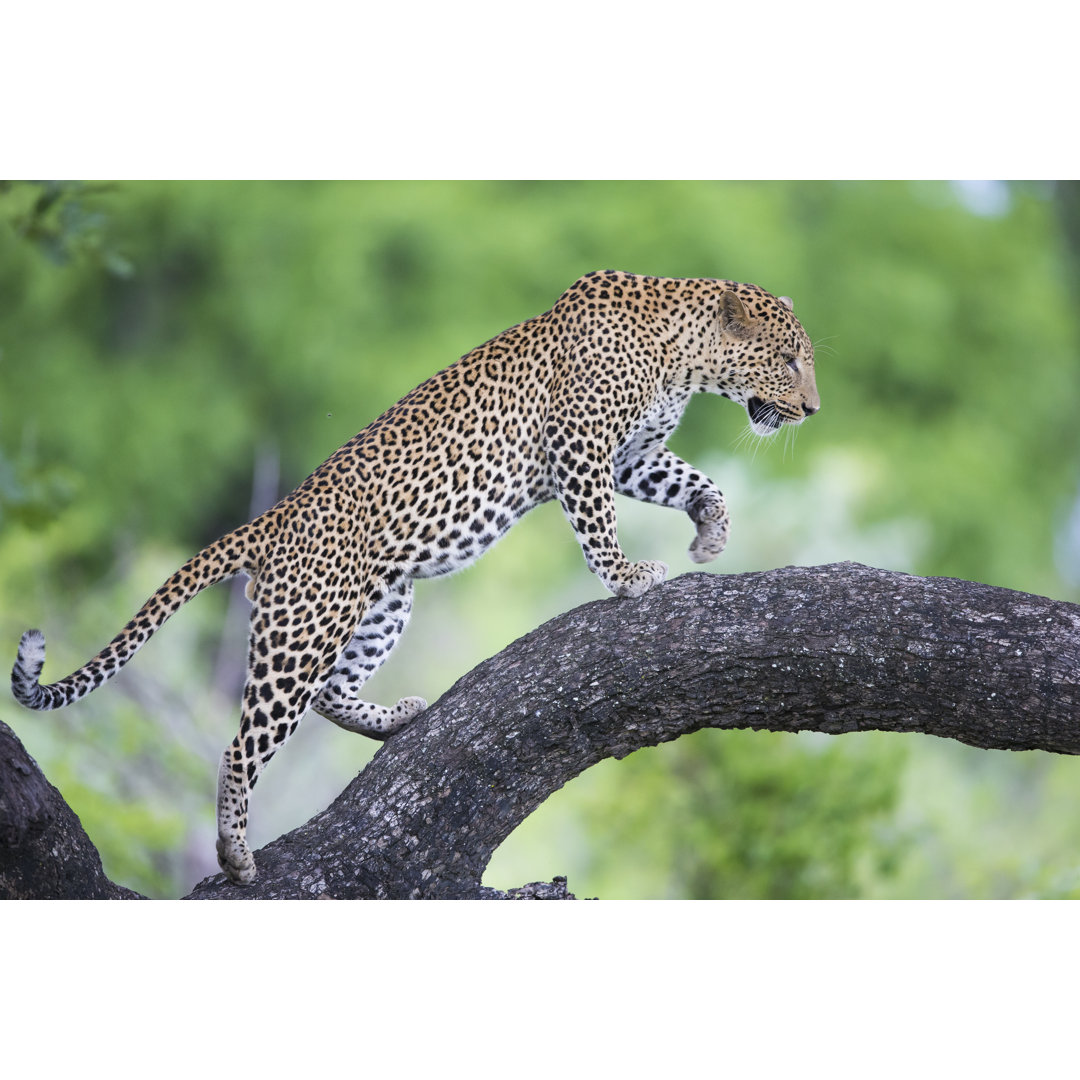 Leinwandbild Leopard Walking Along Branch