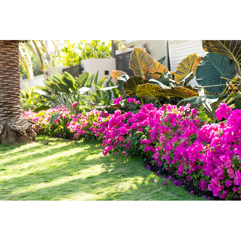 Vibrant Bougainvillea Flowers In Florida Keys Or Miami by Ablokhin - Wrapped Canvas Print, 30cm H x 46cm W