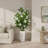 Magnolia Tree in Fiberstone Planter