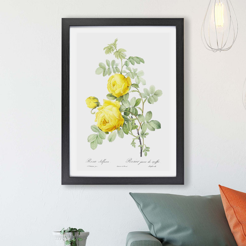 Yellow Roses by Pierre-Joseph Redoute - Framed Print, 45cm H x 63cm W x 2cm D, Black