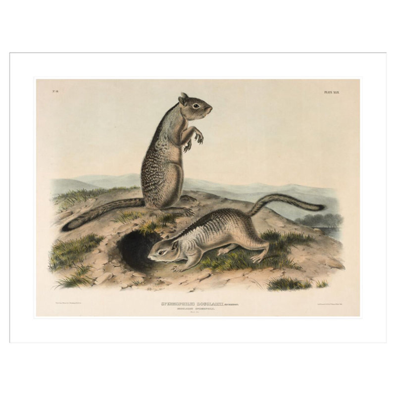 «Spermophile (Spermophillus douglassii)» par John James Audubon, H 32,43 po x l 41,5 po