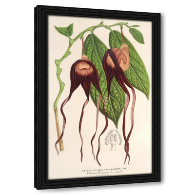 Aristolochia tricaudata (1854-1896)