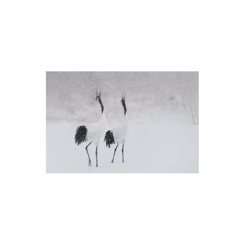 Wrapped Canvas Print, 50.8 cm H x 76.2 cm W