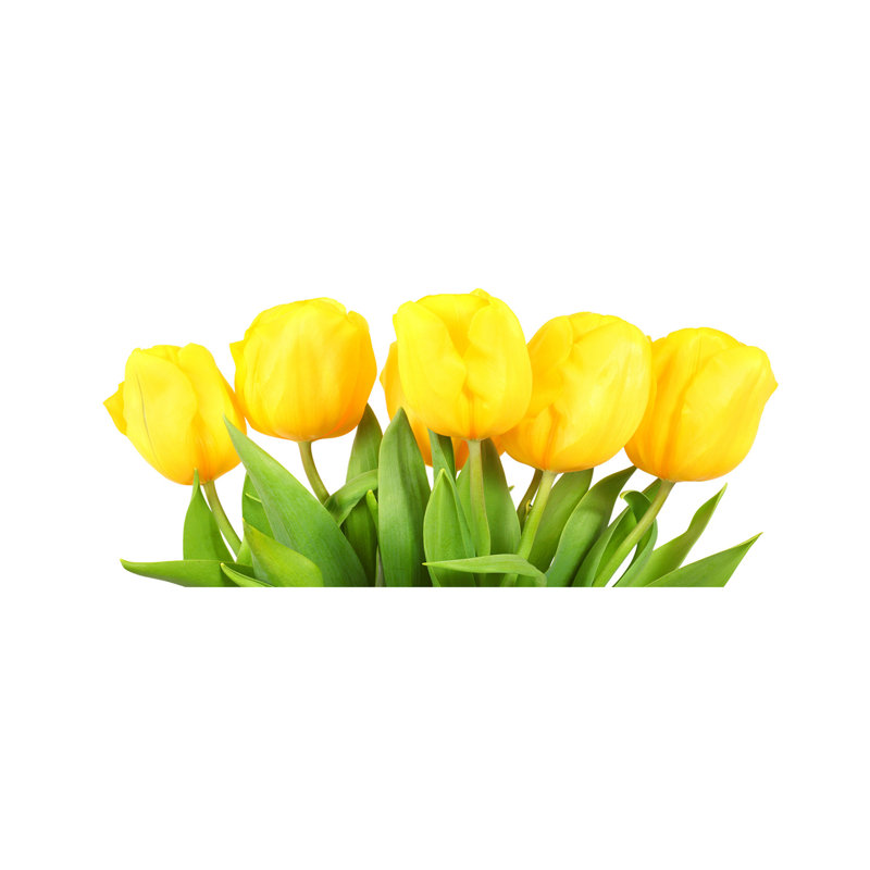 Yellow Tulips - Print on Canvas, Canvas, 50cm H x 125cm W