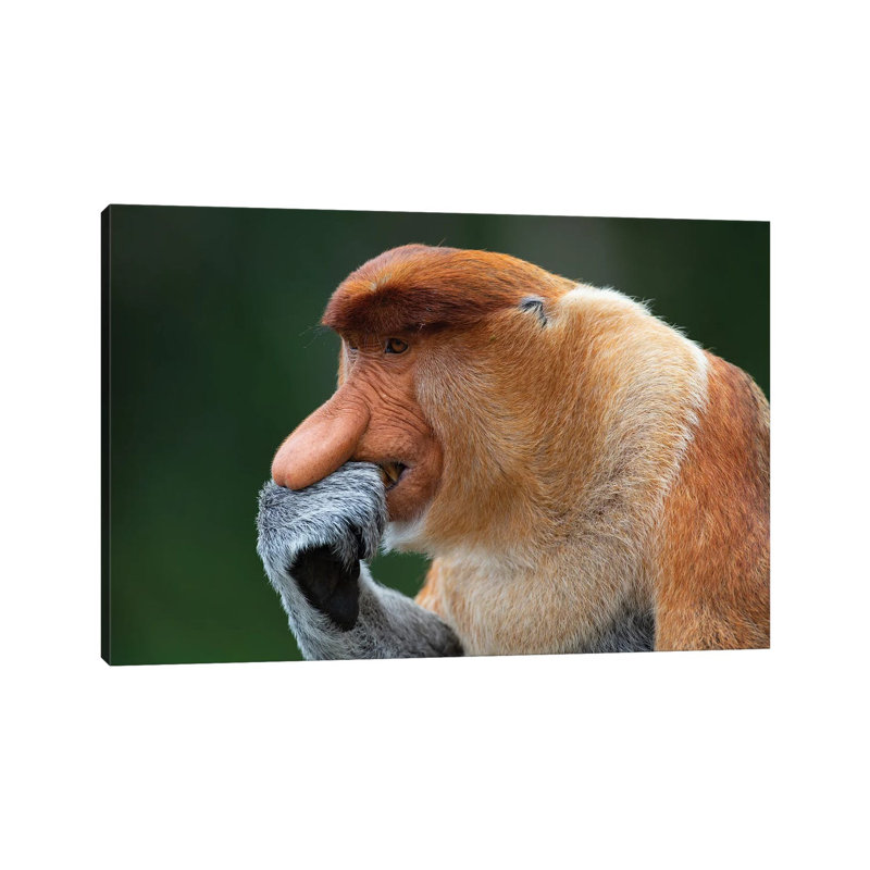 Proboscis Monkey The Thinker by Mogens Trolle - Wrapped Canvas Print, 20.32 cm H x 30.48 cm W