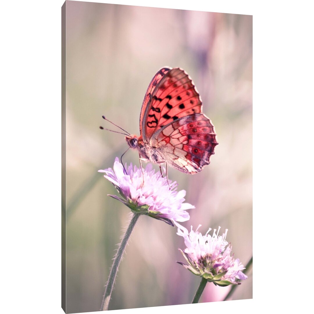 Leinwandbild Winziger roter Schmetterling auf kleiner Blüte