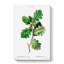 Oak Tree by Pierre-Joseph Redoute - Wrapped Canvas-55360454