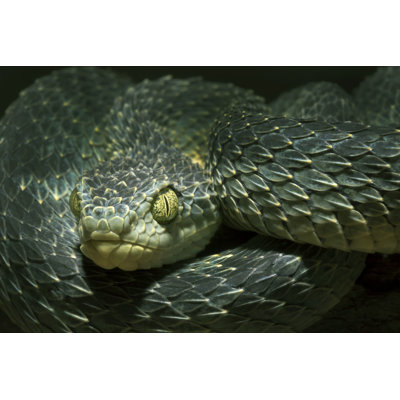 African Bush Viper - Wrapped Canvas Print