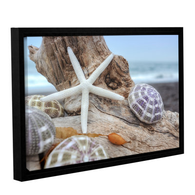 Shells On The Sea Shore " Shells On The Sea Shore Crescent Beach Shells 7 "