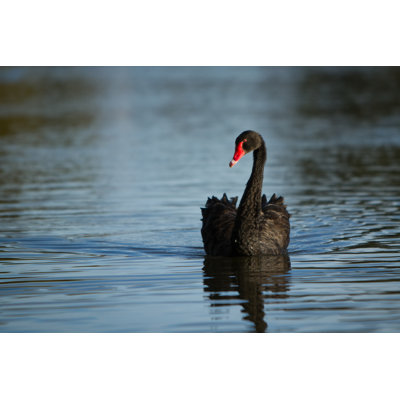 Black Swan - Wrapped Canvas Print