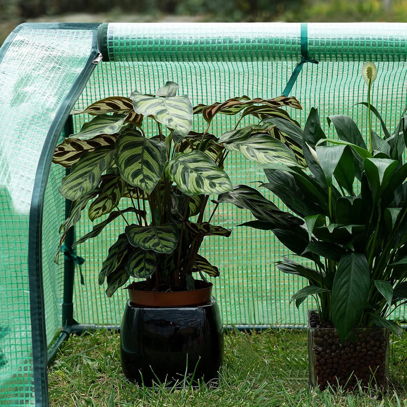 60m x 130m mini greenhouse, Green