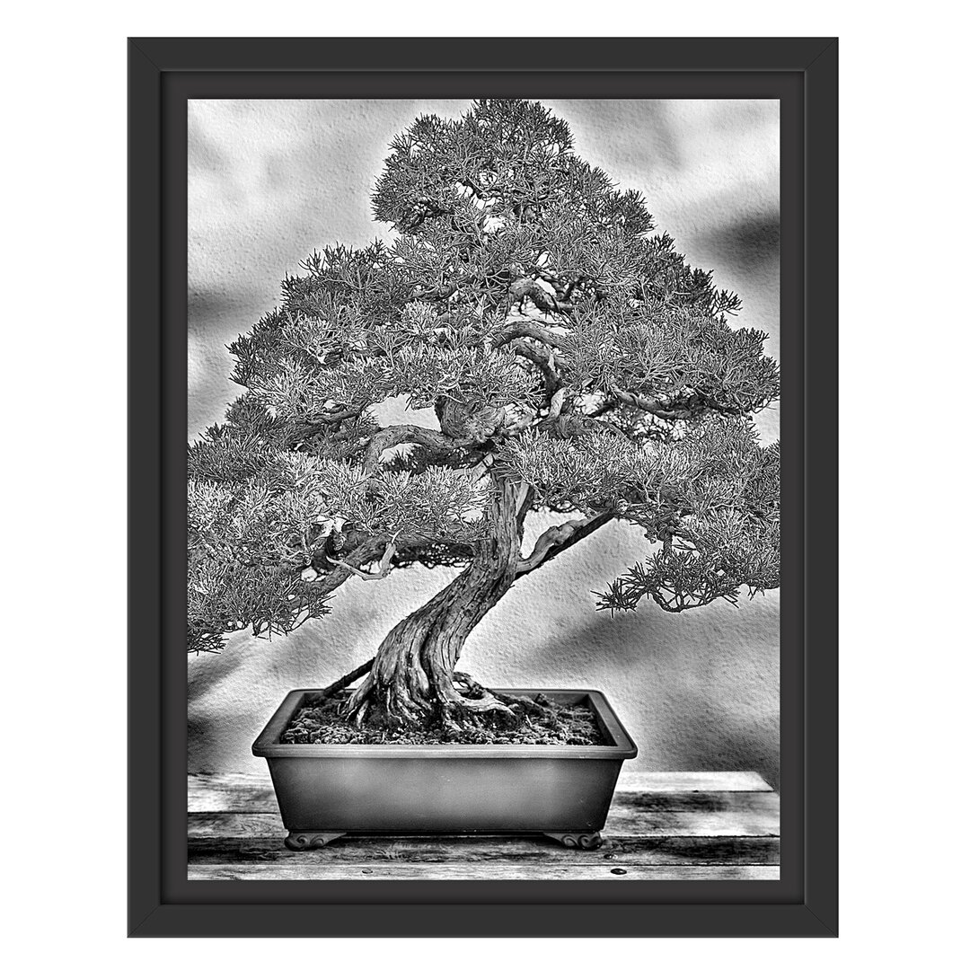 Gerahmtes Wandbild Bonsai Baum