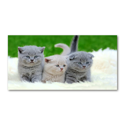 Three Cats On A Blanket - Print