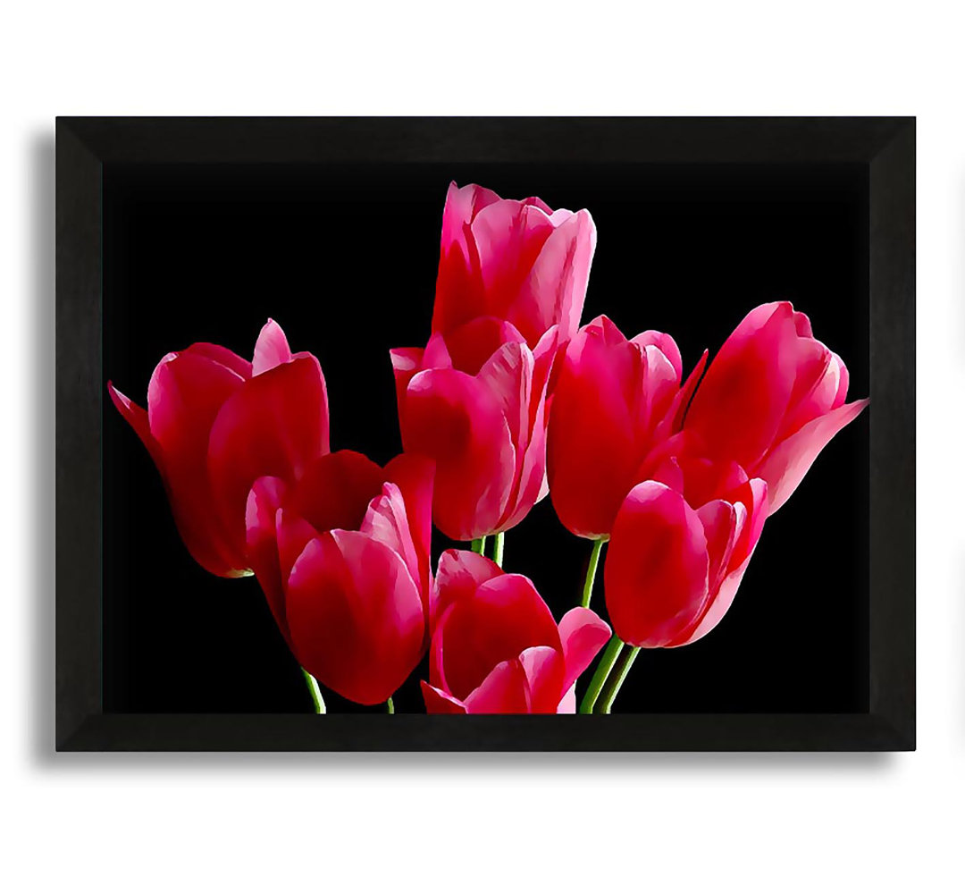 Gerahmtes Leinwandbild Flower Cerise Tulips