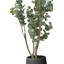 130cm Faux Eucalyptus Tree in Fibrestone Pot-1203865729